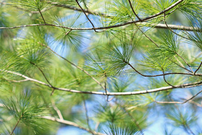 Low angle view of coconut palm tree