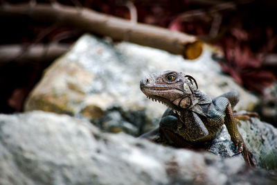 Close-up of giant iguana lizard on rock