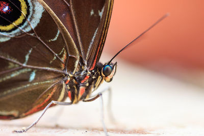 Close-up of moth