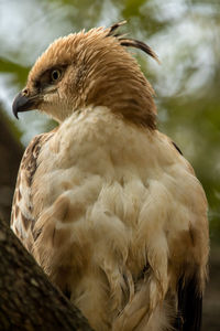 Close-up of eagle