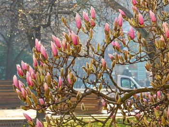 Close-up of pink flowers