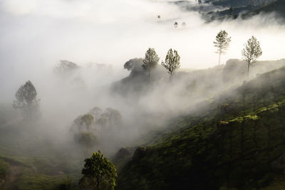 Misty morning