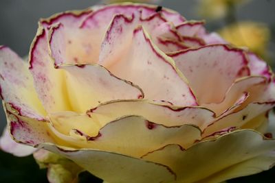 Close-up of pink rose