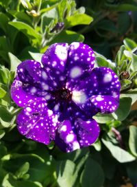 Close-up of purple flowers