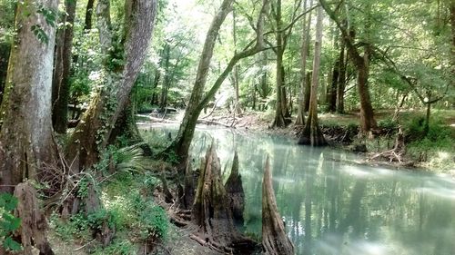 Scenic view of forest