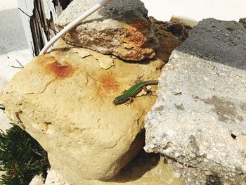 High angle view of lizard on rock