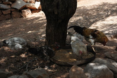 View of birds on tree trunk