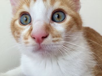 Close-up portrait of a blue eyes cat