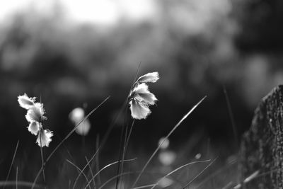 Close-up of flowers blooming outdoors