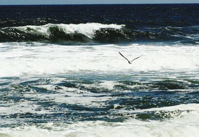 Bird flying over sea