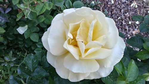 Close-up of white flower blooming outdoors