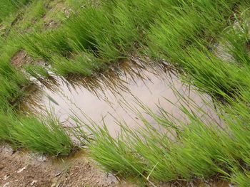 Scenic view of grassy field by lake