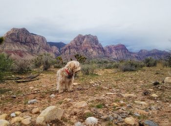 Dog on rock against sky