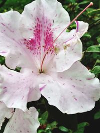 Close-up of pink flower blooming outdoors