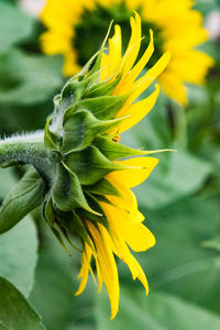 Close-up of yellow sunflower blooming outdoors