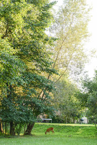 Trees in park against sky