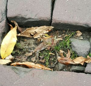 Dry leaves fallen on ground during autumn