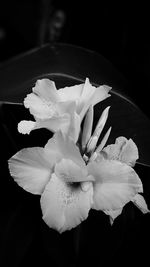 Close-up of flowers against blurred background