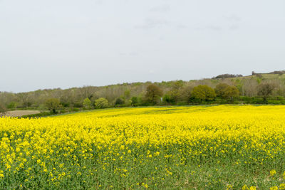 Scenic view of oilseed rape field against sky