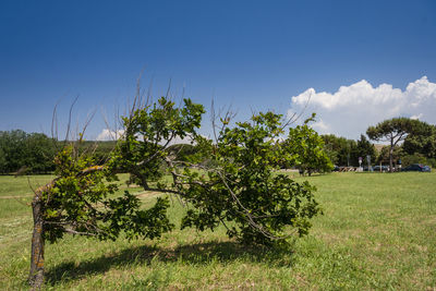 Trees on field against clear sky