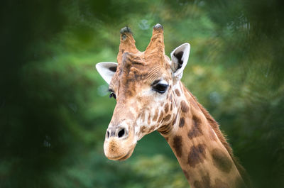 Close-up of giraffe