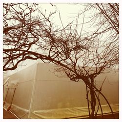 Bare trees against sky