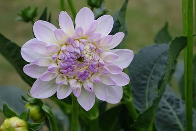 Close-up of purple flowering plant