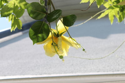 Close-up of yellow flowering plant