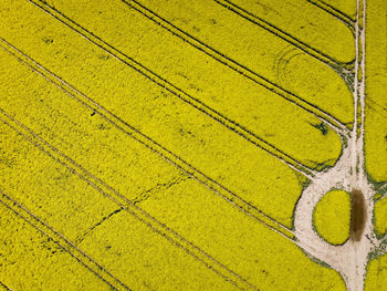 Full frame shot of yellow pattern on grass