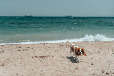 Dog on beach