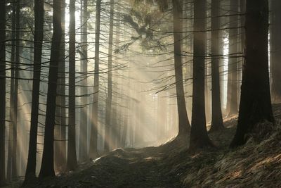 Sunlight streaming through trees in forest