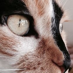 Close-up portrait of cat