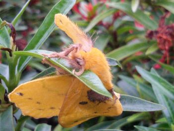 leaf