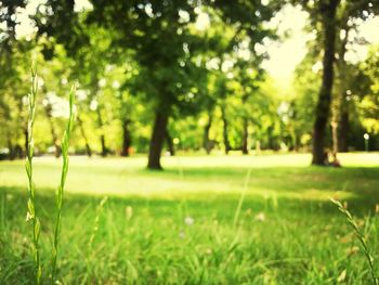 Trees on grassy field