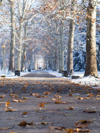 Road amidst trees during winter