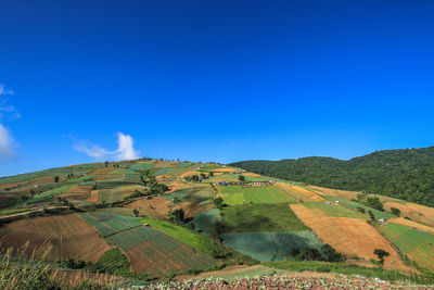 Scenic view of agricultural field against blue sky