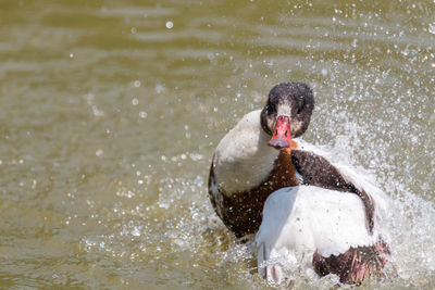 Swan swimming in lake