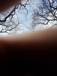 Low angle view of silhouette bare tree against sky during sunset