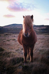 Horse standing in a field