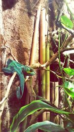 Close-up of lizard on plant