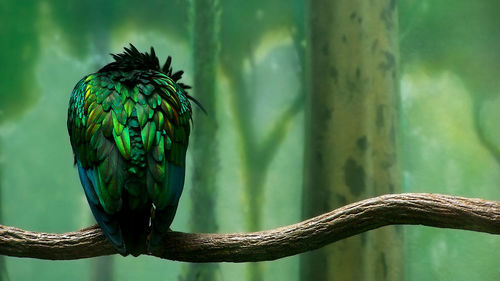 Close-up of bird perching on branch