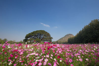 Pink flowering plants on field against sky