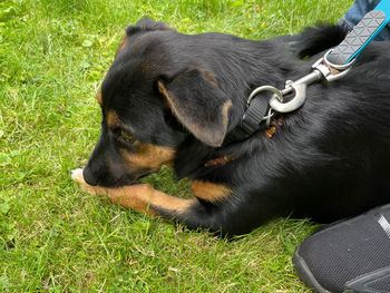 High angle view of dog relaxing on field