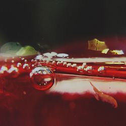 Close-up of red rose