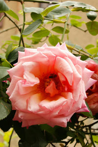 Close-up of pink rose blooming outdoors