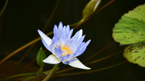 Close-up of purple water lily