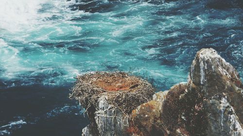 Close-up of jellyfish swimming in sea