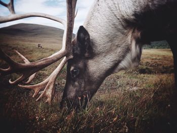 Close-up of stag grazing on grassy field