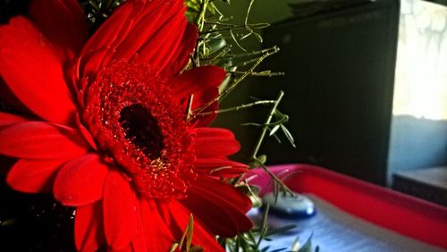 Close-up of red flower