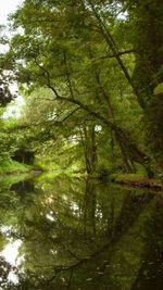 Reflection of trees in water